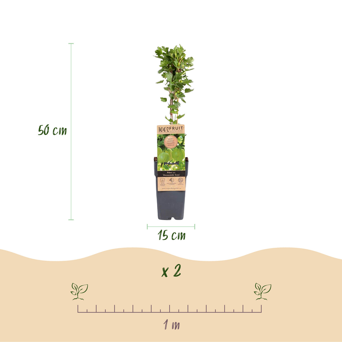 Green boutiQ - Plant fruitier - Ribes uva-crispa Hinnonmäki Grün - Groseillier à maquereau - Rustique - Baie verte - 2 Plantes - Pot 15cm - Hauteur 50cm