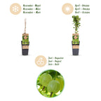 Green boutiQ - Plant fruitier - Ribes uva-crispa Hinnonmäki Grün - Groseillier à maquereau - Rustique - Baie verte - 2 Plantes - Pot 15cm - Hauteur 50cm