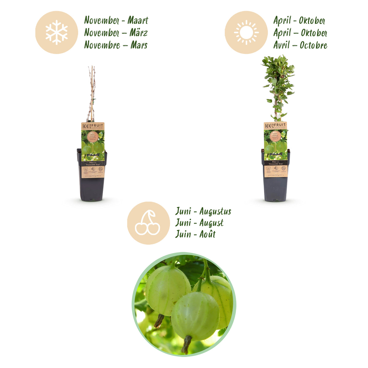 Green boutiQ - Plant fruitier - Ribes uva-crispa Hinnonmäki Grün - Groseillier à maquereau - Rustique - Baie verte - 2 Plantes - Pot 15cm - Hauteur 50cm