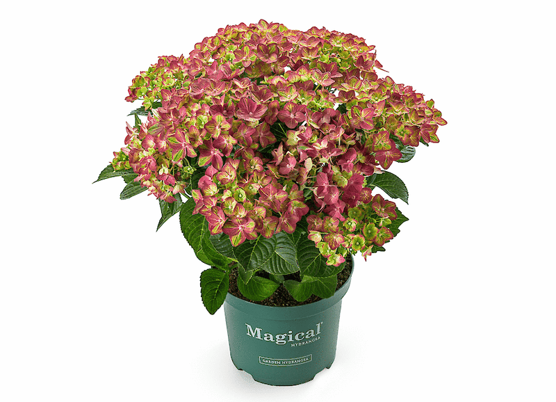 Green boutiQ - Terrasplant - Hortensia - Hydrangea Magical Teusday & Saphire - Rood - 6-10 Bloemen - 2 Planten - Pot 23cm Hoogte 55cm