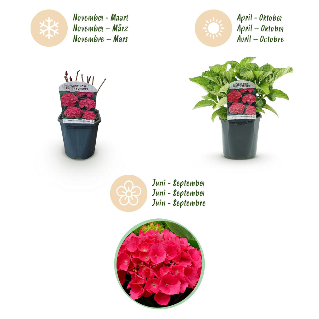 Green boutiQ - Hortensia - Hydrangea macrophylla Rouge - Fleur Rouge - 1 Plante - Caduc - Faible Entretien - Pot 17cm Hauteur 30cm
