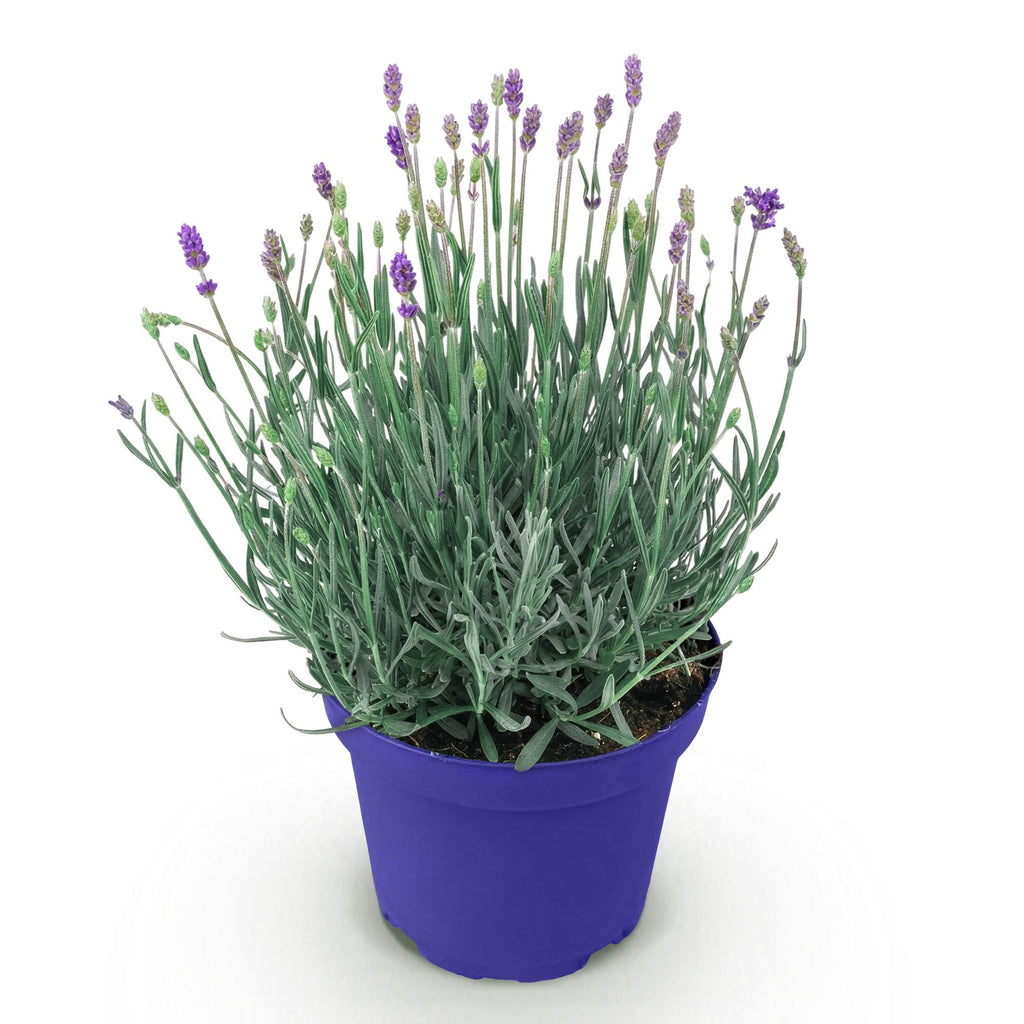 Green boutiQ - Plante de jardin - Lavandula angustifolia Hidcote - Lavande - Rustique - Violet - 1 plante - Pot 12cm - Hauteur 15-25cm