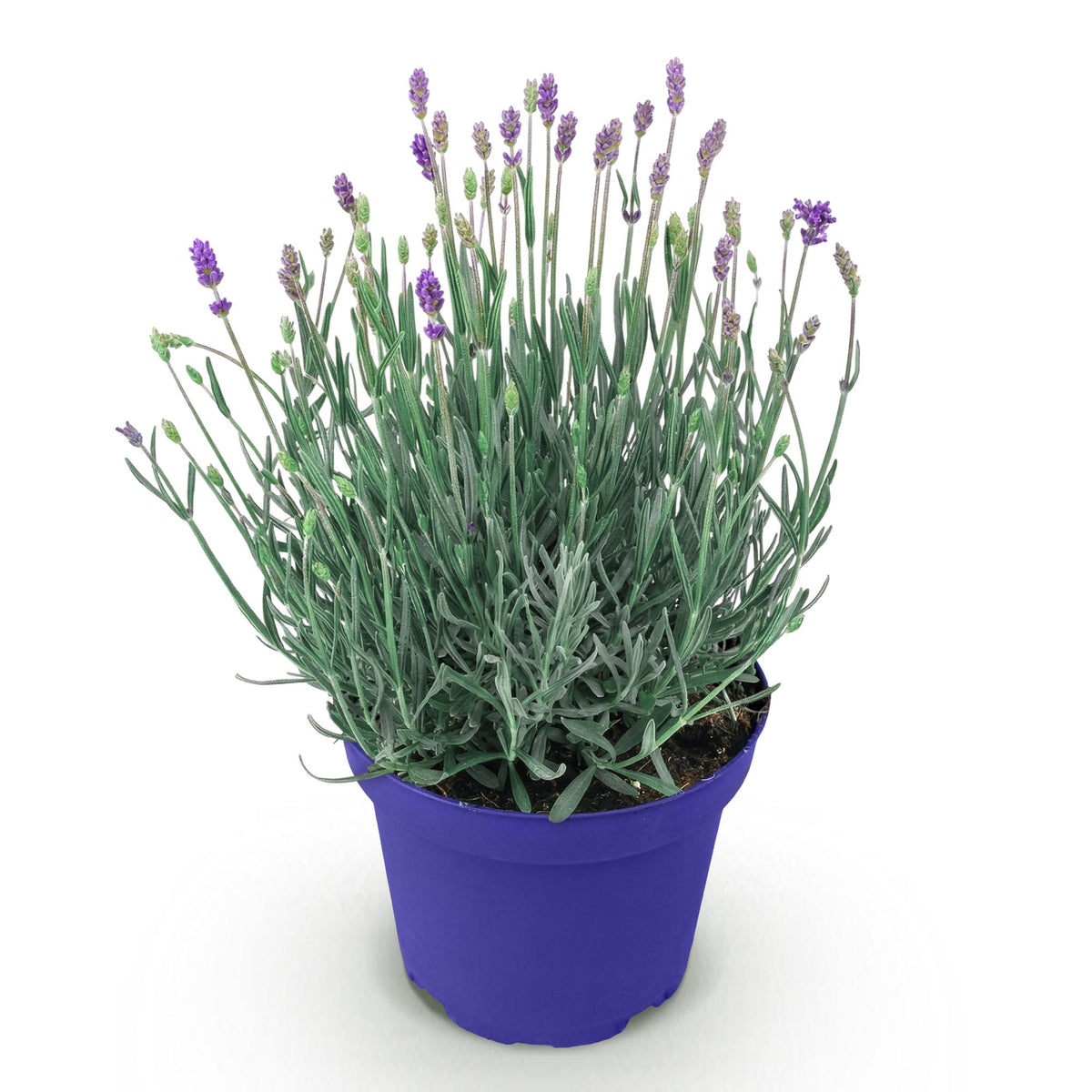 Green boutiQ - Tuinplant - Lavandula angustifolia Hidcote - Lavendel - Winterhard - Paars - 1 Plant - Pot 12cm - Hoogte 15-25cm