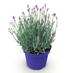 Green boutiQ - Plante de jardin - Lavandula angustifolia Hidcote - Lavande - Rustique - Violet - 1 plante - Pot 12cm - Hauteur 15-25cm