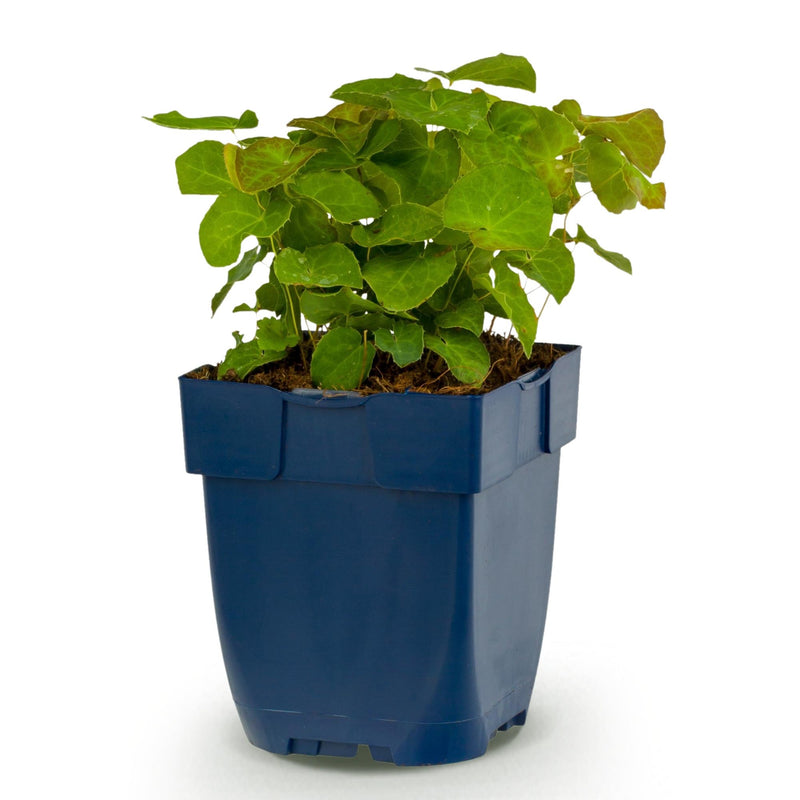 Green boutiQ - Vasteplant - Epimedium perralch. Frohnleiten - Elfenbloem - Schaduw - Geel - 1 Plant - Pot 11cm - Hoogte 15-25cm