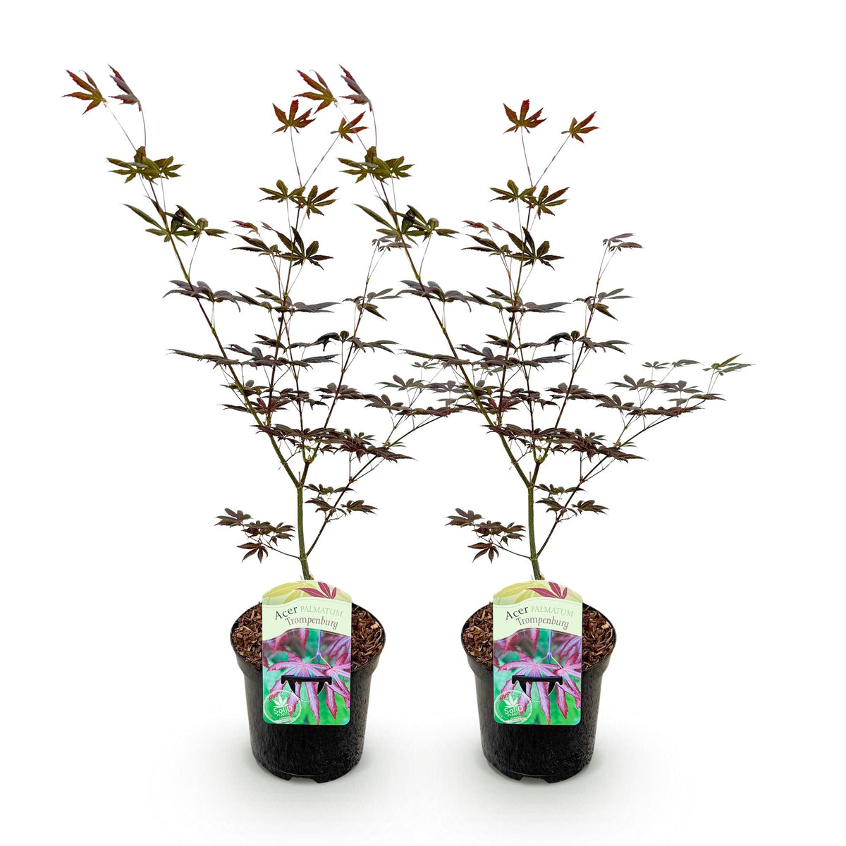 Green boutiQ - Plante de terrasse - Érable du Japon - Acer palmatum Trompenburg - Violet foncé - 2 plantes - Caduc - Pot 19cm Hauteur 70cm