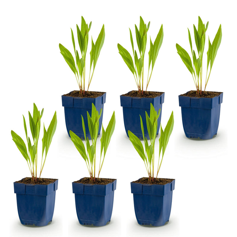 Green boutiQ - Vasteplant - Echinacea paradoxa - Zonnehoed - Bijen- en vlinderlokkers - Geel - 6 Planten - Pot 11cm - Hoogte 15-25cm