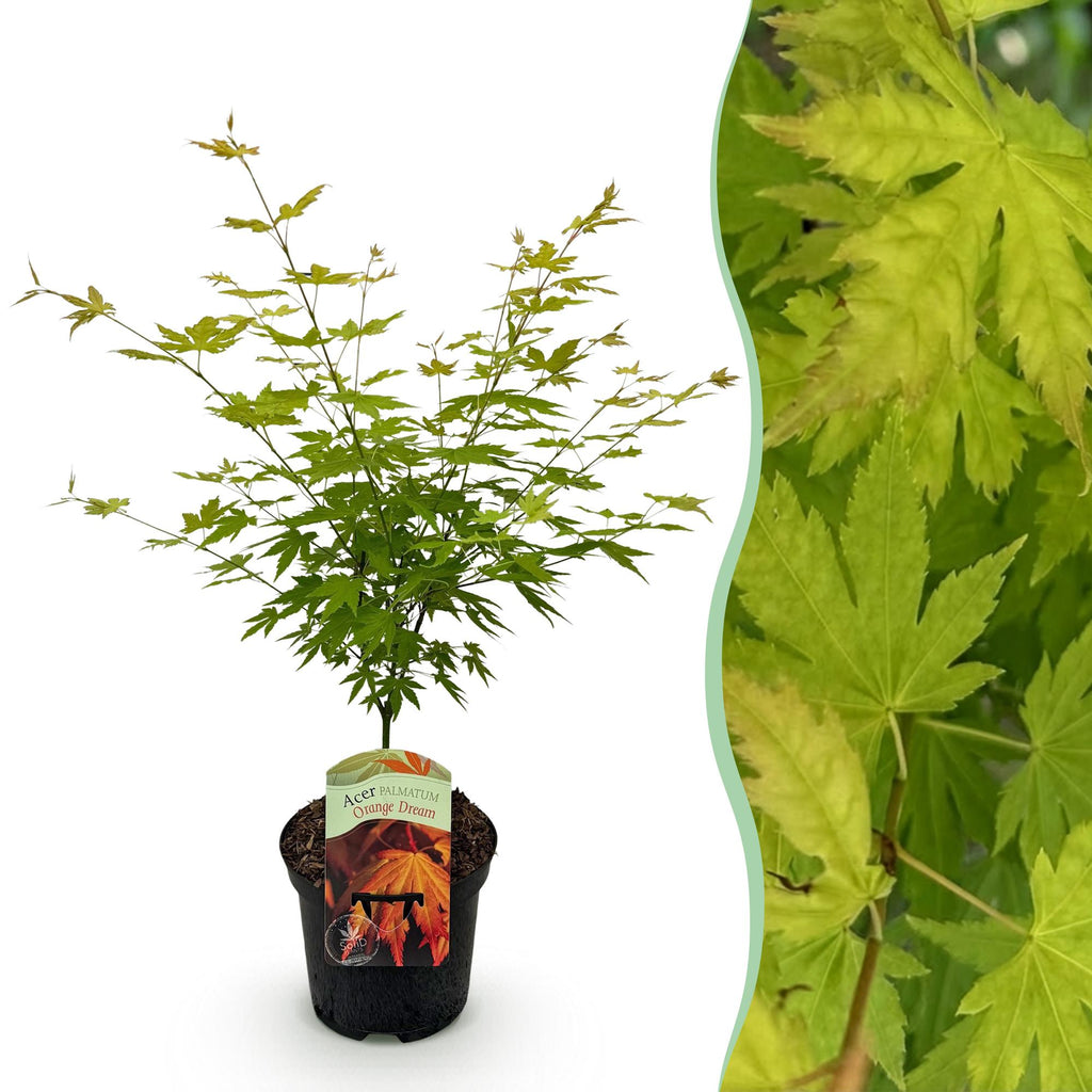 Green boutiQ - Plante de terrasse - Érable du Japon - Acer palmatum Orange Dream - Orange - 1 plante - Caduc - Pot 19 cm, hauteur 70 cm
