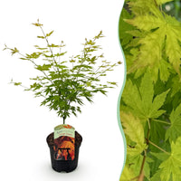 Green boutiQ - Terrasplant - Japanse Esdoorn - Acer palmatum Orange Dream - Oranje - 1 Plant - Bladverliezend - Pot 19cm Hoogte 70cm