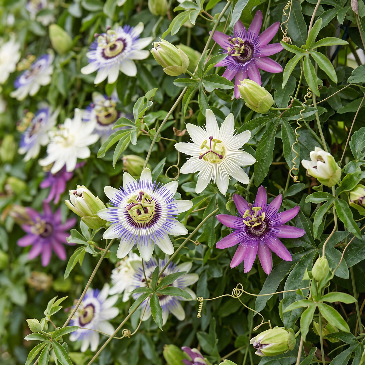 6x Passiflora Tricolour - Tricolour passion flower - White - Purple - Pink - Climber - Ø9cm - ↕35cm