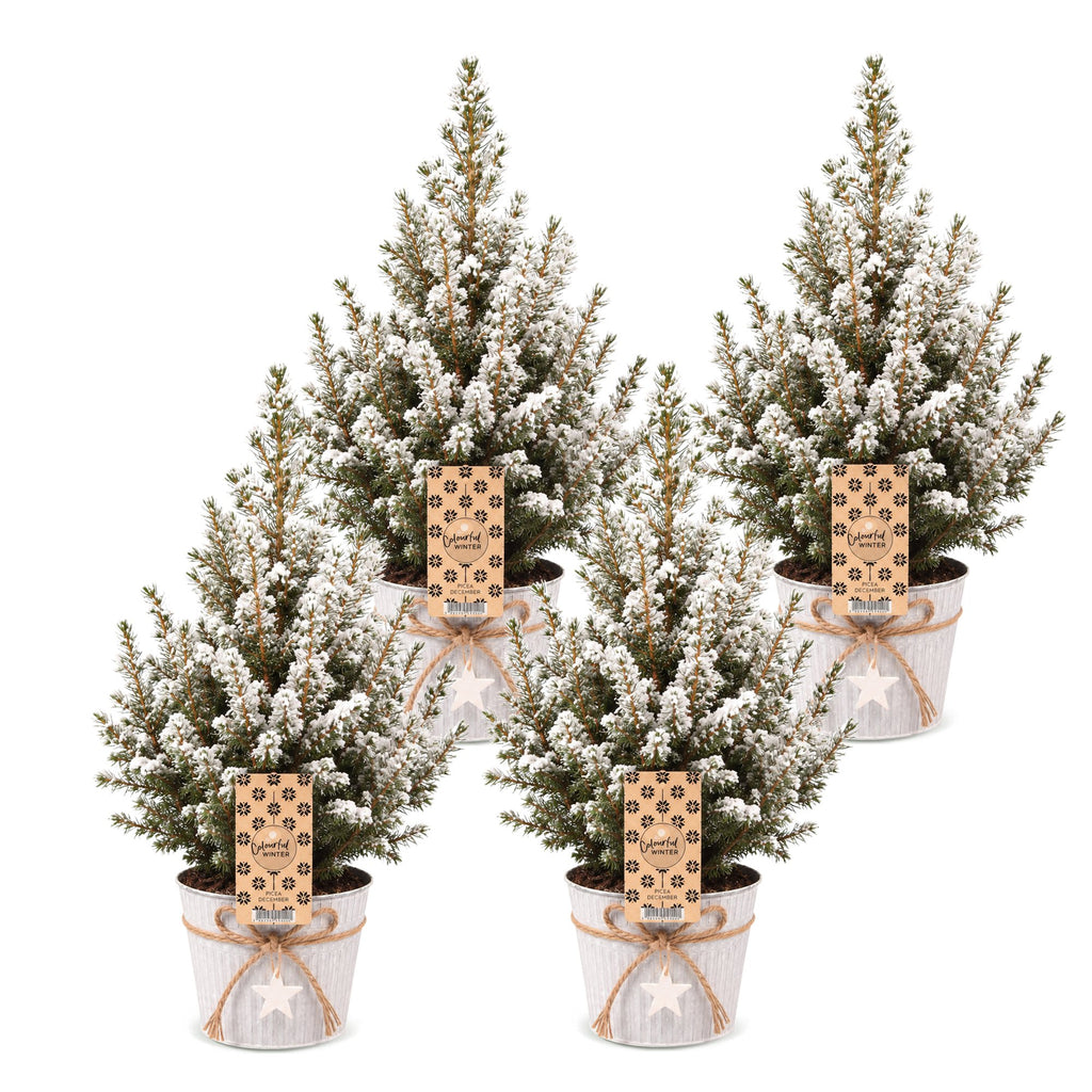 4x Picea glauca Conica - Dwarf Alberta Spruce - Green - White - Christmas tree - incl. zinc pot - Ø17cm - ↕65cm