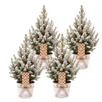 4x Picea glauca Conica - Dwarf Alberta Spruce - Green - White - Christmas tree - incl. zinc pot - Ø17cm - ↕65cm