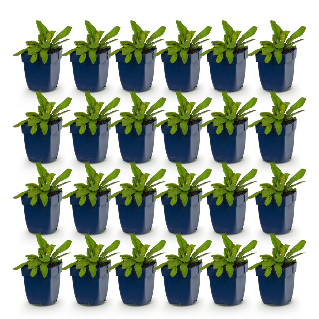 Green boutiQ - Stauden - Knautia macedonica - Mazedonische Witwenblume - Bienen- und Schmetterlingsmagnet - Dunkelrot - 24 Pflanzen - Topf 11cm - Höhe 15-25cm