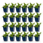 Green boutiQ - Stauden - Knautia macedonica - Mazedonische Witwenblume - Bienen- und Schmetterlingsmagnet - Dunkelrot - 24 Pflanzen - Topf 11cm - Höhe 15-25cm