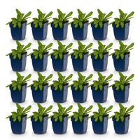 Green boutiQ - Vasteplant - Knautia macedonica - Beemdkroon - Bijen- en vlinderlokkers - Donker Rood - 24 Planten - Pot 11cm - Hoogte 15-25cm