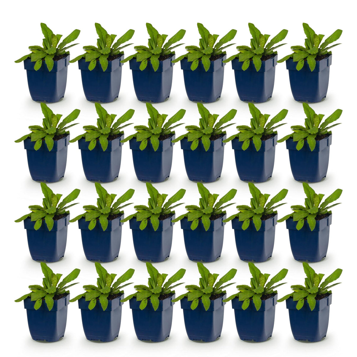 Green boutiQ - Stauden - Knautia macedonica - Mazedonische Witwenblume - Bienen- und Schmetterlingsmagnet - Dunkelrot - 24 Pflanzen - Topf 11cm - Höhe 15-25cm