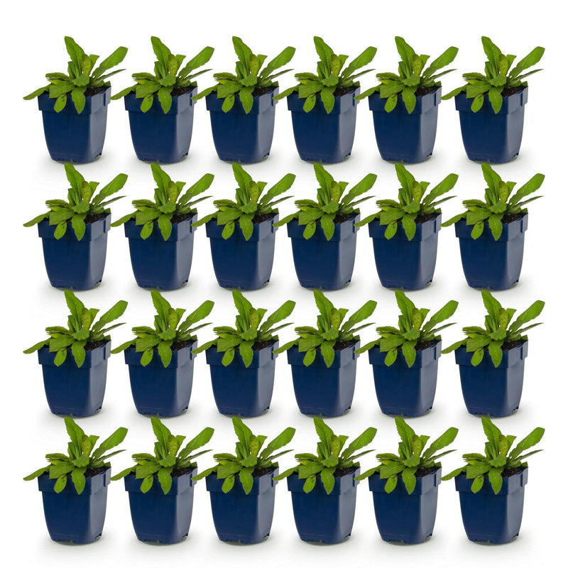 Green boutiQ - Vasteplant - Knautia macedonica - Beemdkroon - Bijen- en vlinderlokkers - Donker Rood - 24 Planten - Pot 11cm - Hoogte 15-25cm