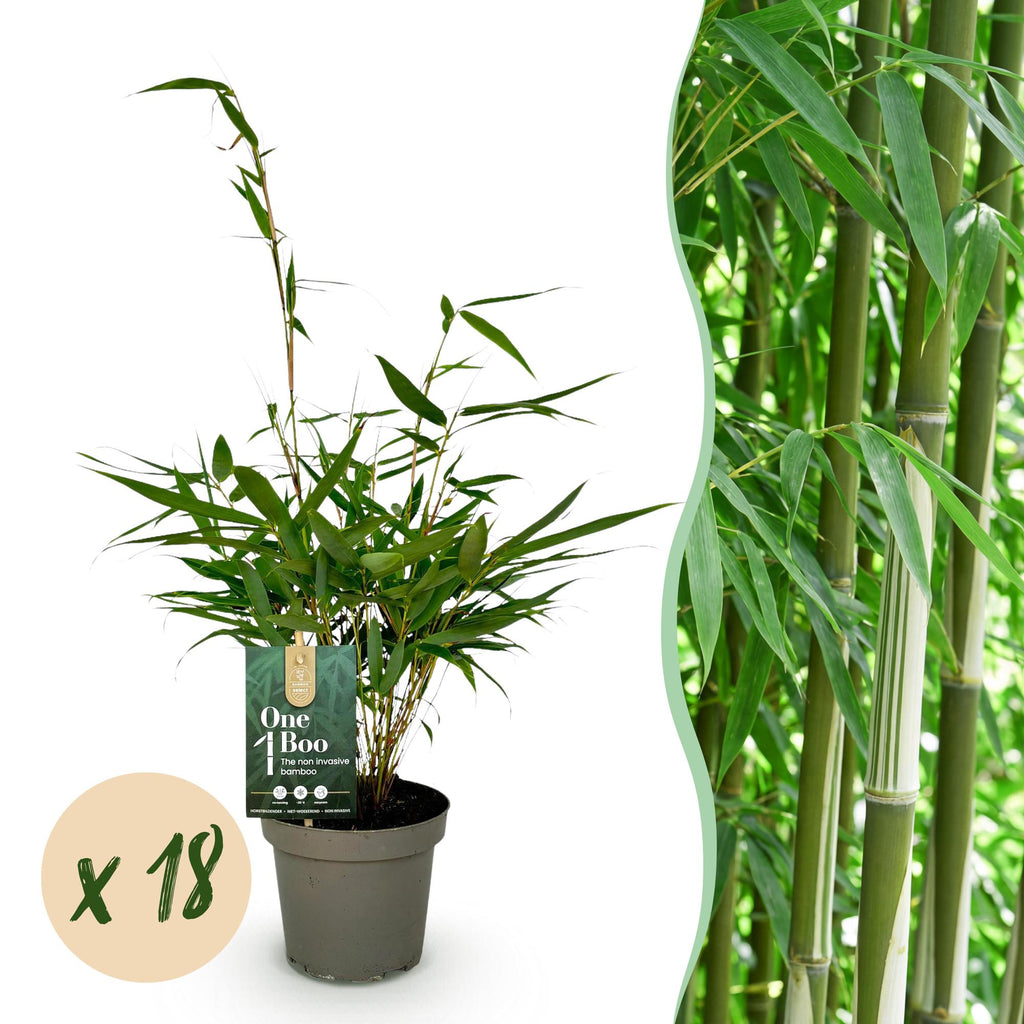 Green boutiQ - Bambou - Fargesia robusta Pingwu - Persistant - Non-invasif - Vert - 18 Plantes - Pot 14cm - Hauteur 35cm