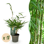 Green boutiQ - Bambou - Fargesia robusta Pingwu - Persistant - Non-invasif - Vert - 18 Plantes - Pot 14cm - Hauteur 35cm