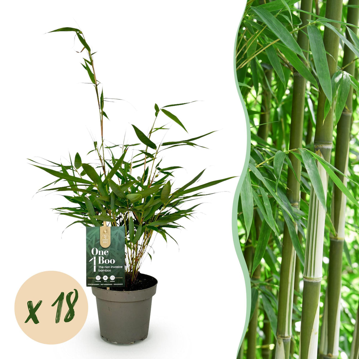 Green boutiQ - Bambou - Fargesia robusta Pingwu - Persistant - Non-invasif - Vert - 18 Plantes - Pot 14cm - Hauteur 35cm
