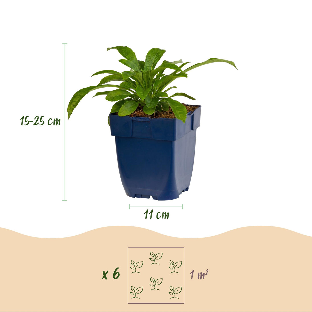 Green boutiQ - Plante vivace - Campanula pers. Alba - Campanule à feuilles de pêcher - Attire les abeilles et les papillons - Blanc - 3 plantes - Pot 11 cm - Hauteur 15-25 cm