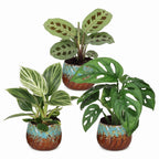 3x Baby Plants Surprise Box - Baby Plants Surprise Box - Various colours - Tropical - incl. Copper Reef - Ø6cm - ↕5-15cm