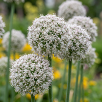 80x Allium Ping Pong - Sierui Ping Pong - Wit - Zomerbloeier - Bolmaat 6/7
