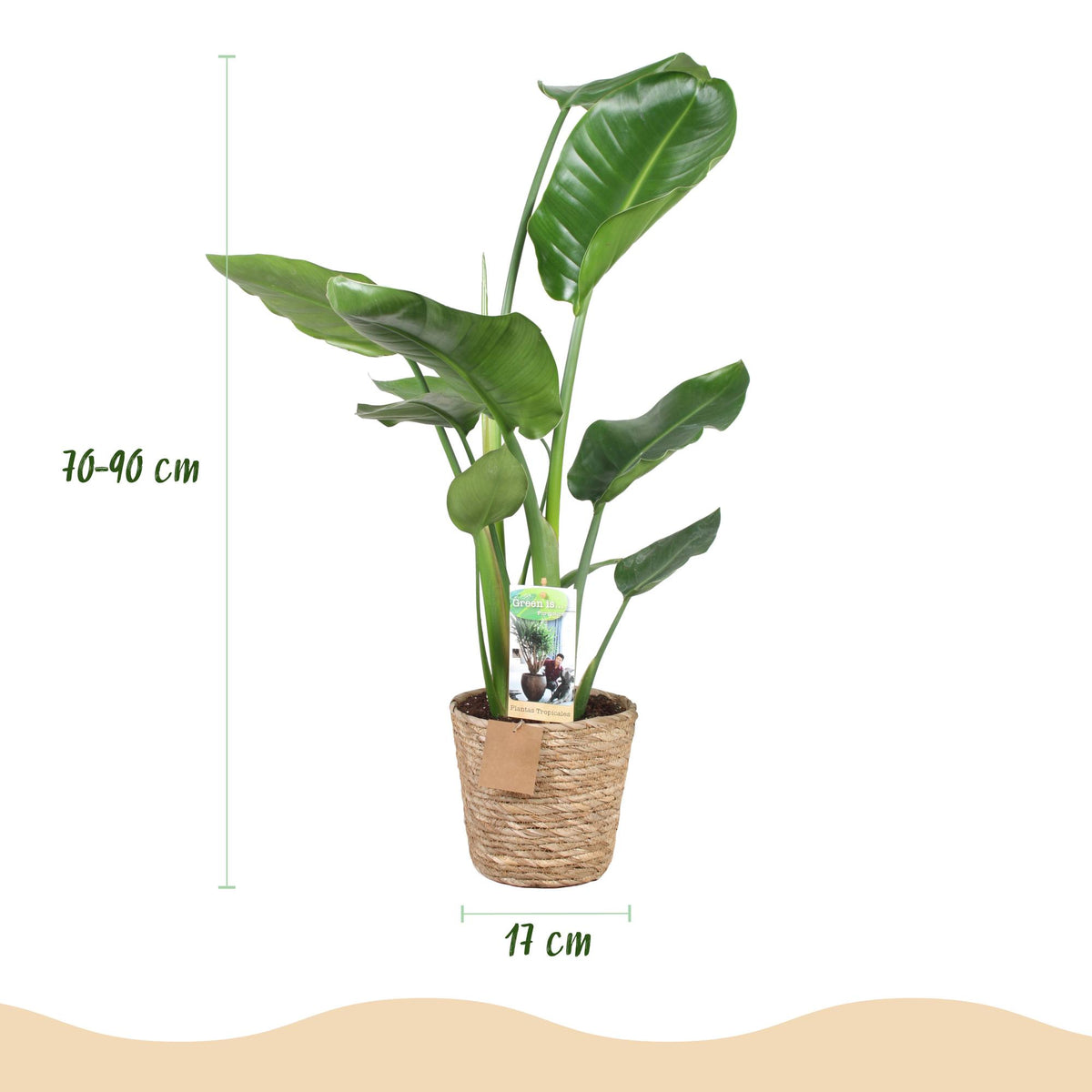 Green BoutiQ - Green is... Plantes d'intérieur - Strelitzia Nicolai - Oiseau du paradis - Peu d'entretien - avec panier - Vert - 1 Plante - Pot 17cm - Hauteur 70-90cm