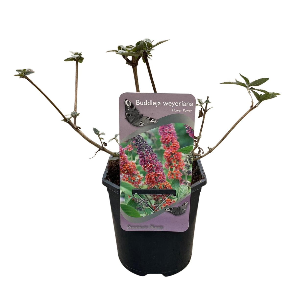 Green boutiQ - Arbre aux papillons - Buddleja davidii Flower Power - Fleurs orange et violettes - 1 plante - Caduc - Mellifère - Pot 17 cm Hauteur 30 cm