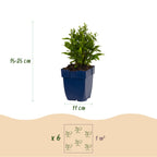 Green boutiQ - Stauden - Aster (D) Schneekissen - Strand-Aster - Bienen- und Schmetterlingsmagnet - Weiß - 3 Pflanzen - Topf 11cm - Höhe 15-25cm