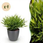 Green boutiQ - Zimmerpflanze - Bambusa Pogonatherum Monica - Bambusgras - Haustierfreundliche Pflanze - Grün - 4 Pflanzen - mit Topf Grau - Topf 12cm - Höhe 20cm