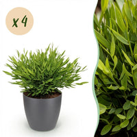 Green boutiQ - Kamerplant - Bamusa Pogonatherum Monica - Bamboegras - Huisdiervriendelijke Plant - Groen - 4 Planten - met Potter Grijs - Pot 12cm - Hoogte 20cm