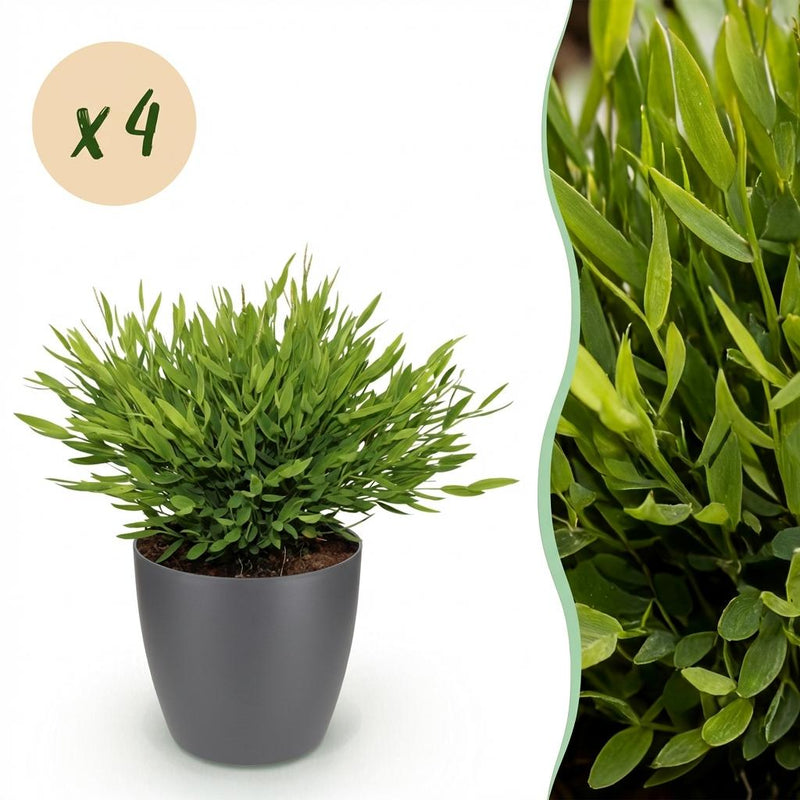 Green boutiQ - Kamerplant - Bamusa Pogonatherum Monica - Bamboegras - Huisdiervriendelijke Plant - Groen - 4 Planten - met Potter Grijs - Pot 12cm - Hoogte 20cm
