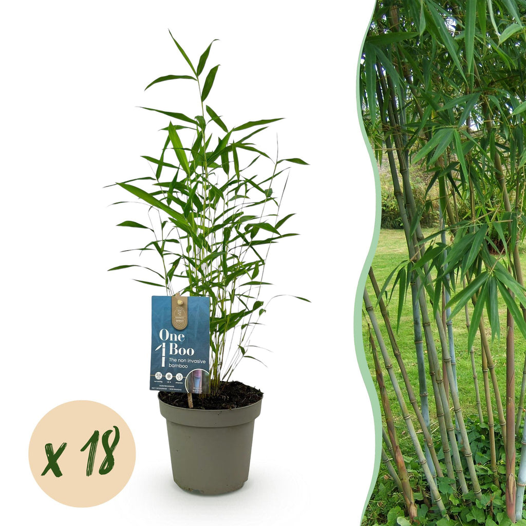 Green boutiQ - Bambou - Fargesia Blue Dragon - Persistant - Non traçant - Vert - 18 Plantes - Pot 14cm - Hauteur 35cm