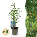 Green boutiQ - Bambou - Fargesia Blue Dragon - Persistant - Non traçant - Vert - 18 Plantes - Pot 14cm - Hauteur 35cm