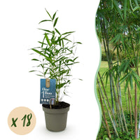 Green boutiQ - Bamboe - Fargesia Blue Dragon - Bladhoudend - Niet Woekerend - Groen - 18 Planten - Pot 14cm - Hoogte 35cm
