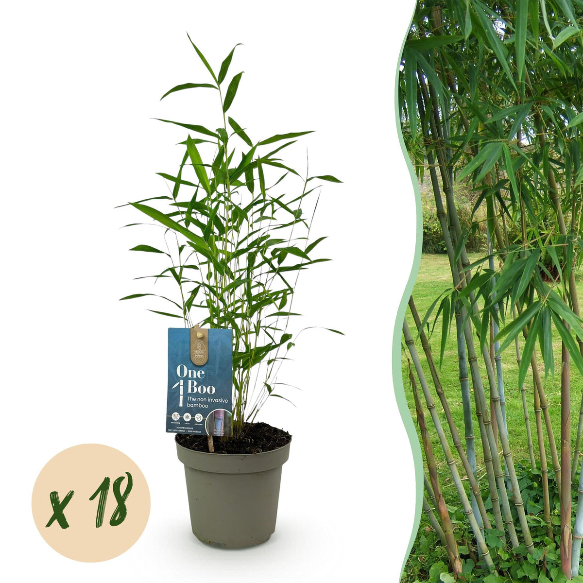 Green boutiQ - Bambou - Fargesia Blue Dragon - Persistant - Non traçant - Vert - 18 Plantes - Pot 14cm - Hauteur 35cm