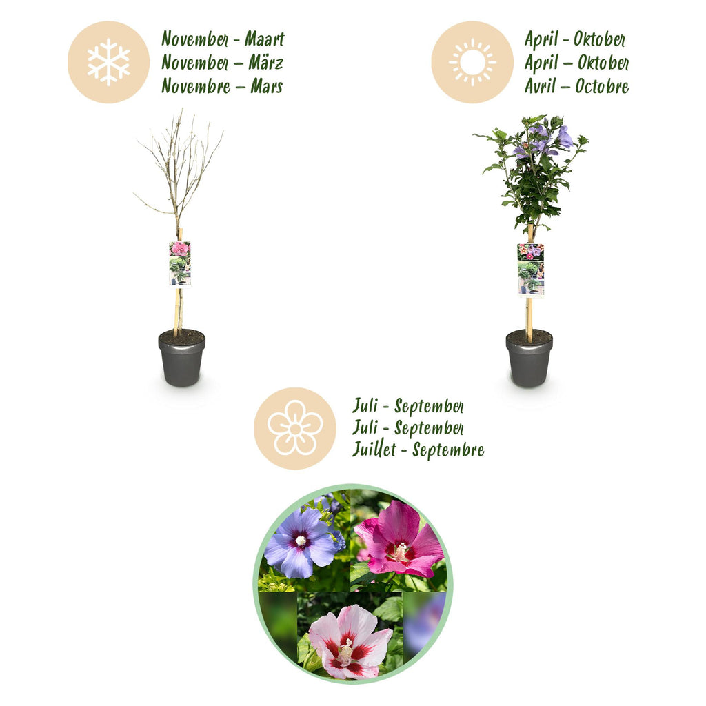 Green boutiQ - Plante sur tige - Hibiscus syriacus Tricolour - Plante de terrasse - Caduc - Rustique - Fleurs blanches, roses, violettes - Pot 19 cm Hauteur 90 cm