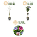 Green boutiQ - Plante sur tige - Hibiscus syriacus Tricolour - Plante de terrasse - Caduc - Rustique - Fleurs blanches, roses, violettes - Pot 19 cm Hauteur 90 cm