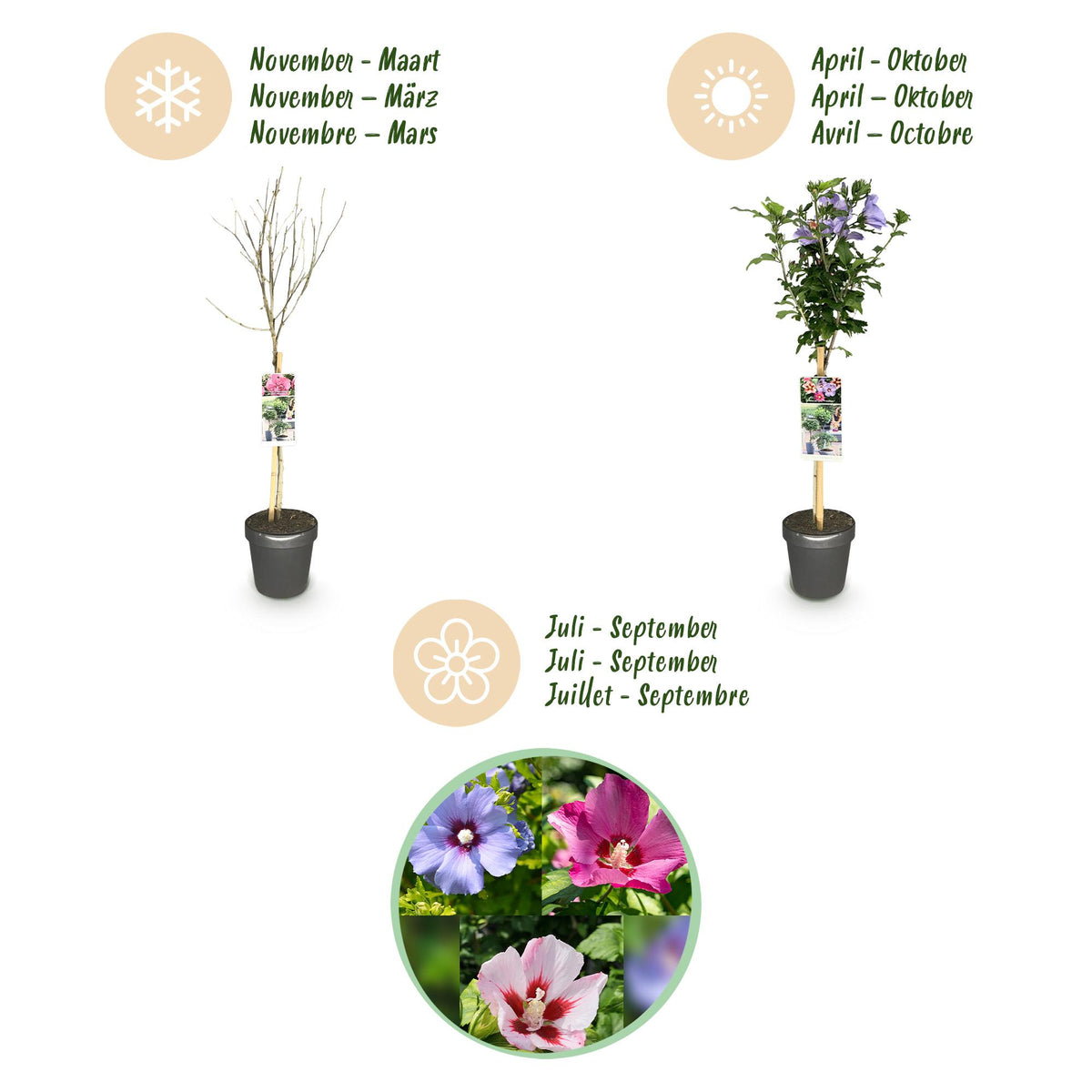 Green boutiQ - Plante sur tige - Hibiscus syriacus Tricolour - Plante de terrasse - Caduc - Rustique - Fleurs blanches, roses, violettes - Pot 19 cm Hauteur 90 cm