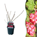 Green boutiQ - Arbustes - Ribes sanguineum King Edward - Fleurs rouges - 1 plant - Caduc - Entretien facile - Pot 17 cm Hauteur 45 cm