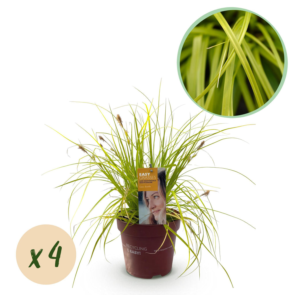 Green boutiQ - Ziergräser - Carex oshimensis Everillo - Gelb - 4 Pflanzen - Immergrün - Pflegeleicht - Topf 17cm Höhe 50cm