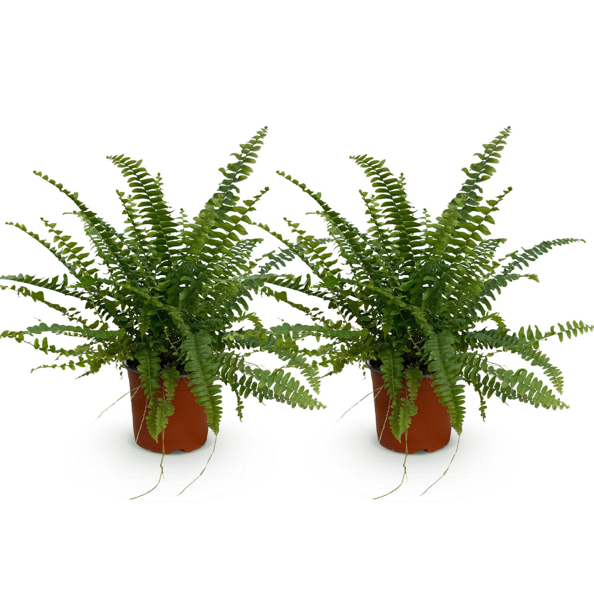Green boutiQ - Zimmerpflanze - Nephrolepis exaltata Green Lady - Farn - Haustierfreundlich - Grün - 2 Pflanzen - Topf 12 cm - Höhe 28-30 cm