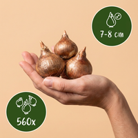 560x Crocus mix - Gemengde krokussen - Diversen - Verwilderingsbol - Bolmaat 7/8
