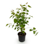 Green boutiQ - Gartenpflanze - Cercidiphyllum japonicum - Grün 1 Pflanze - Laubabwerfend - Pflegeleicht - Topf 12cm Höhe 35cm