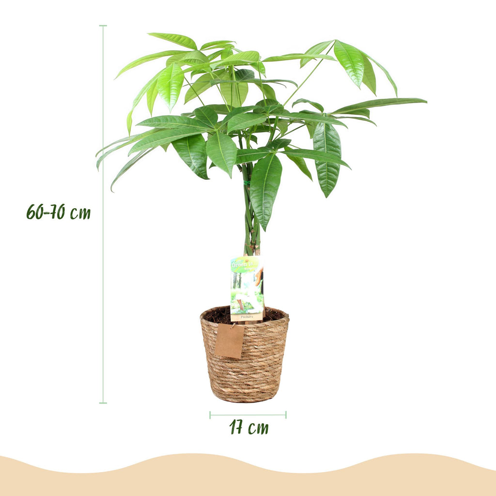 Green BoutiQ - Green is... Plantes d'intérieur - Pachira Aquatica tronc tressé - Arbre à argent - Entretien facile - avec panier - Vert - 1 plante - Pot 17cm - Hauteur 60-70cm