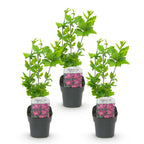 Green boutiQ - Tuinplant - Hibiscus syriacus Woodbridge - Tuin Hibiscus - Winterhard - Roze - 3 Planten - Pot 17cm - Hoogte 45cm