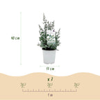 Green boutiQ - Plante de terrasse - Eucalyptus - Eucalyptus gunnii - Gris - 6 plantes - Rustique - Pot 17 cm Hauteur 40 cm