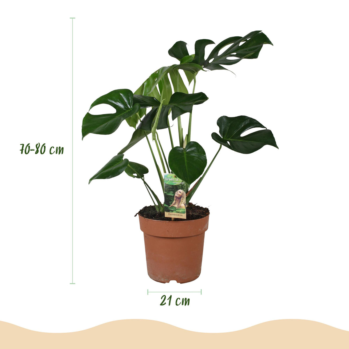 Green BoutiQ - Plantes d'intérieur - Monstera Deliciosa - Plante à trous - Peu d'entretien - Vert - 1 plante - avec pot gris - Pot 21 cm - Hauteur 70-80 cm