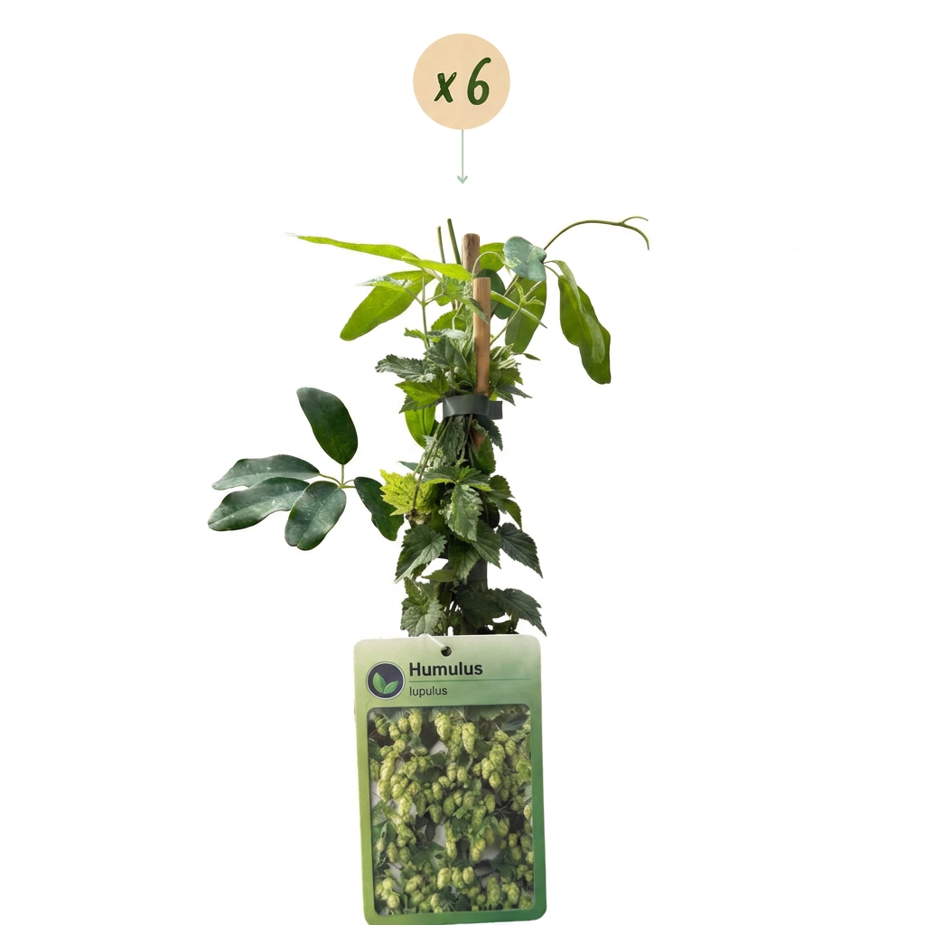 6x Humulus lup. Nordbrau - Houblon Nordbrau - Vert - Grimpante - Ø9cm - ↕35cm